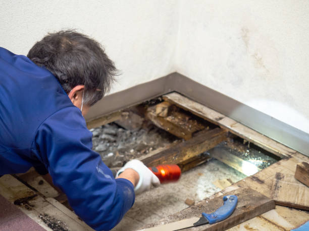 Best Black Mold Removal  in Brighton, MI