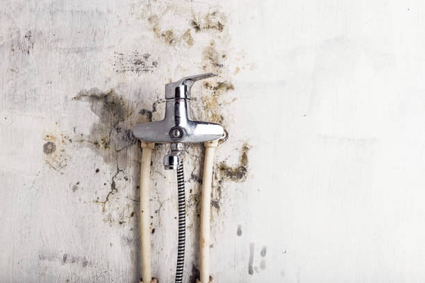 Best Mold Testing  in Brighton, MI