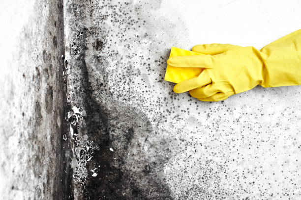 Mold Removal Process in Brighton, MI