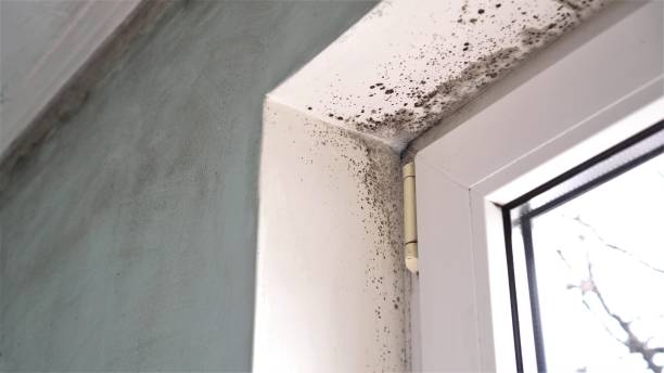 Reliable Brighton, MI Mold Removal Solutions