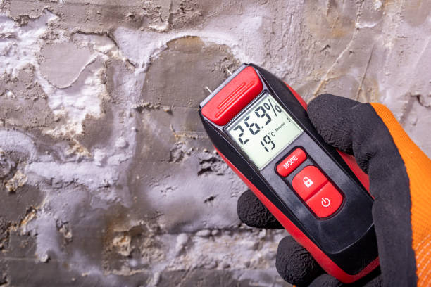 Best Black Mold Removal  in Brighton, MI