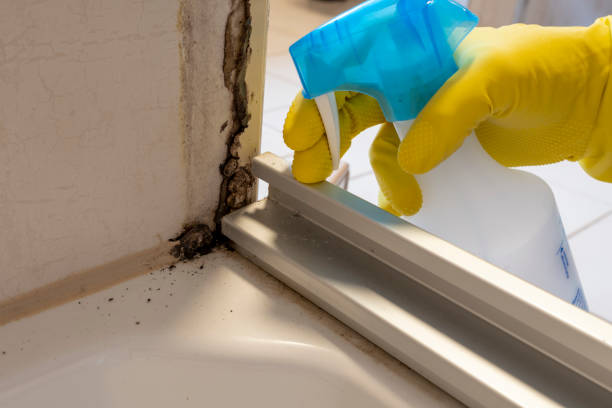 Best Mold Testing  in Brighton, MI