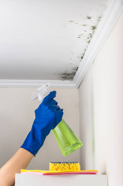 Attic Mold Removal in Brighton, MI